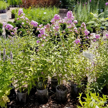 All Plants