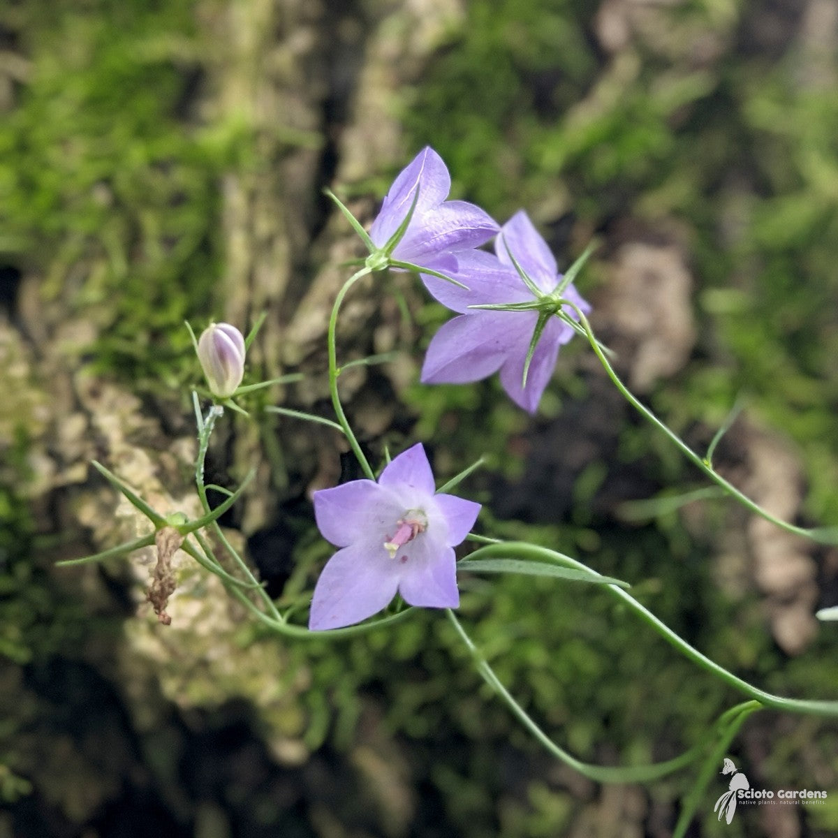 Campanula rotundifolia (Harebell) - 1 gal