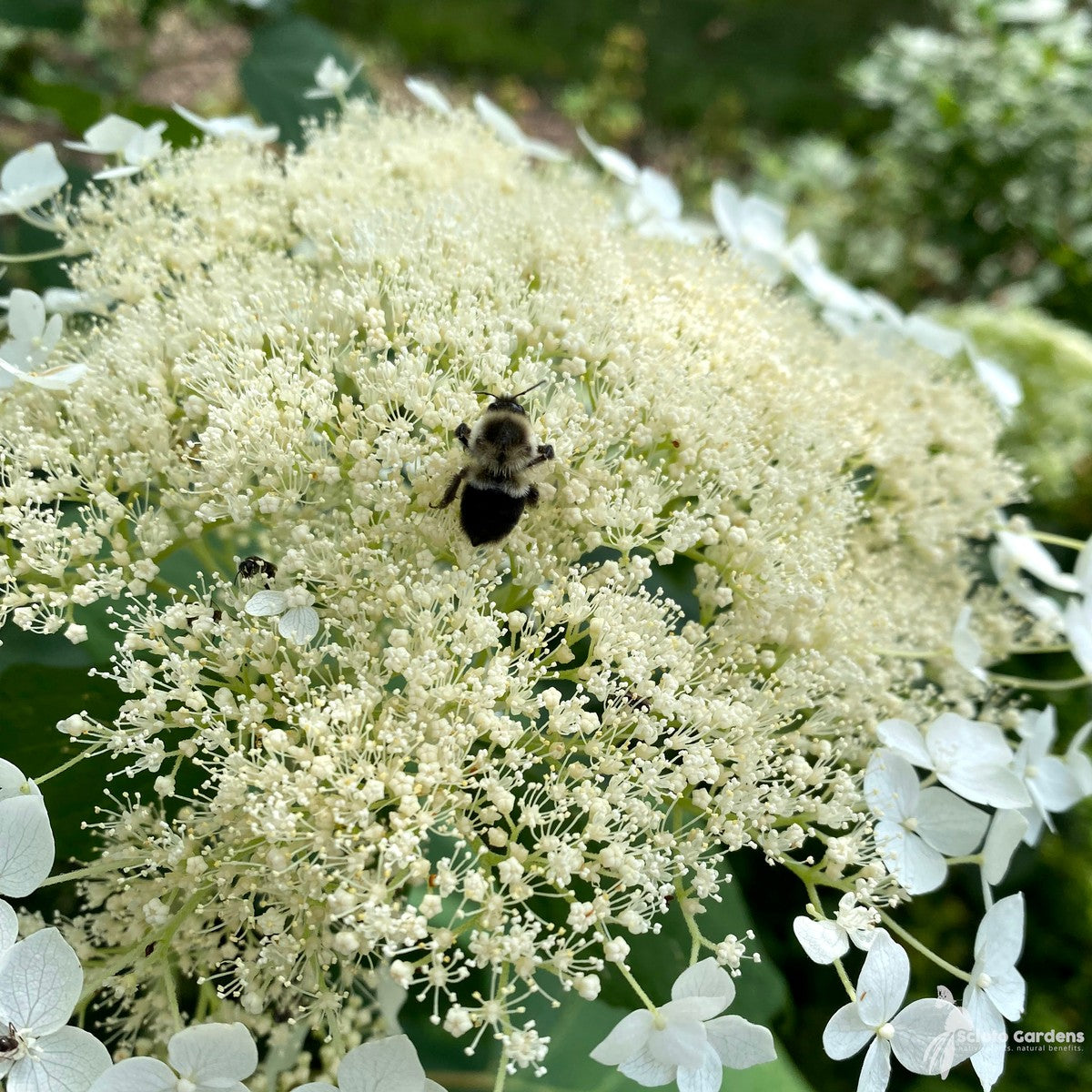 Hydrangea arb. 'Haas Halo' (Haas Halo Smooth Hydrangea) - 3 gal