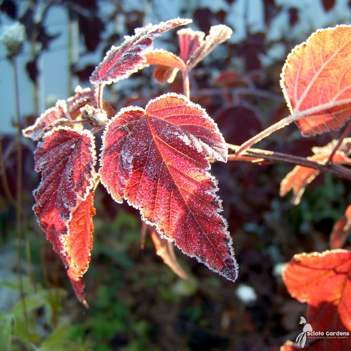 Physocarpus opulifolius 'Tuilad' (Lady in Red' Ninebark) - 3 gal