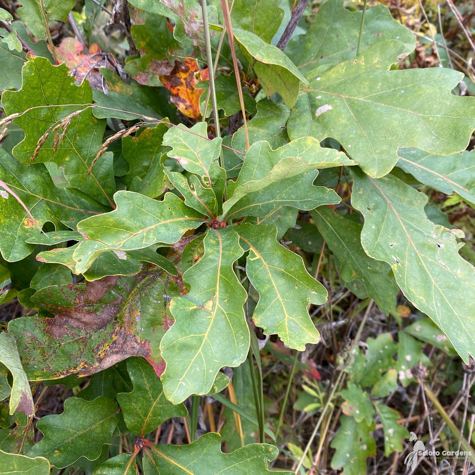 Quercus alba (White Oak) - 5 gal
