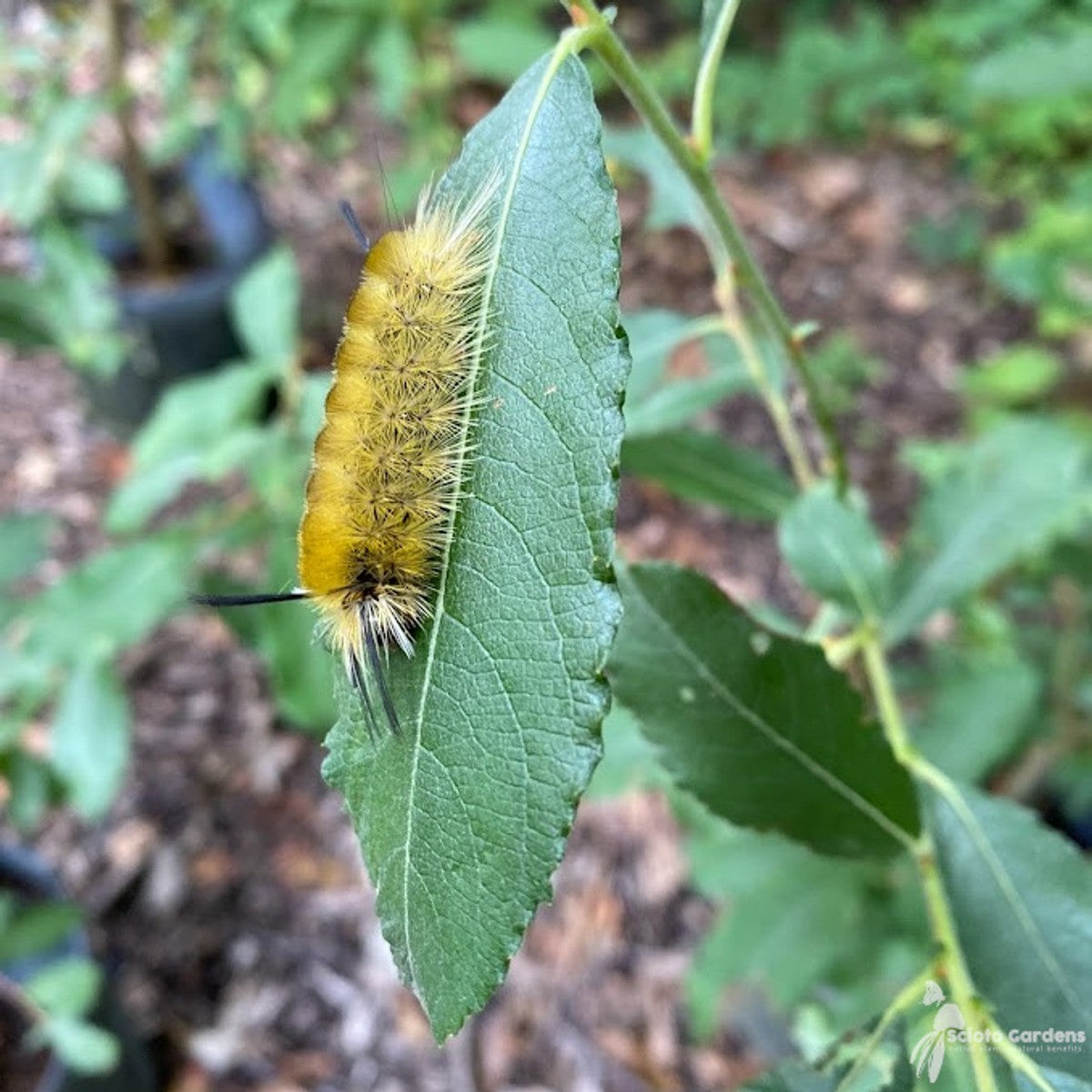 Salix discolor (Pussy Willow) - 3 gal