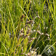 Carex brevior (Plains Oval Sedge) - 1 gal