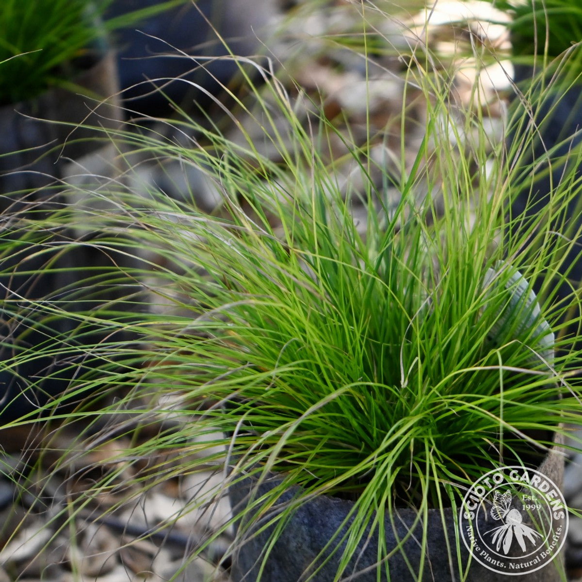 Carex albicans (White-tinged Sedge) - 1 gal