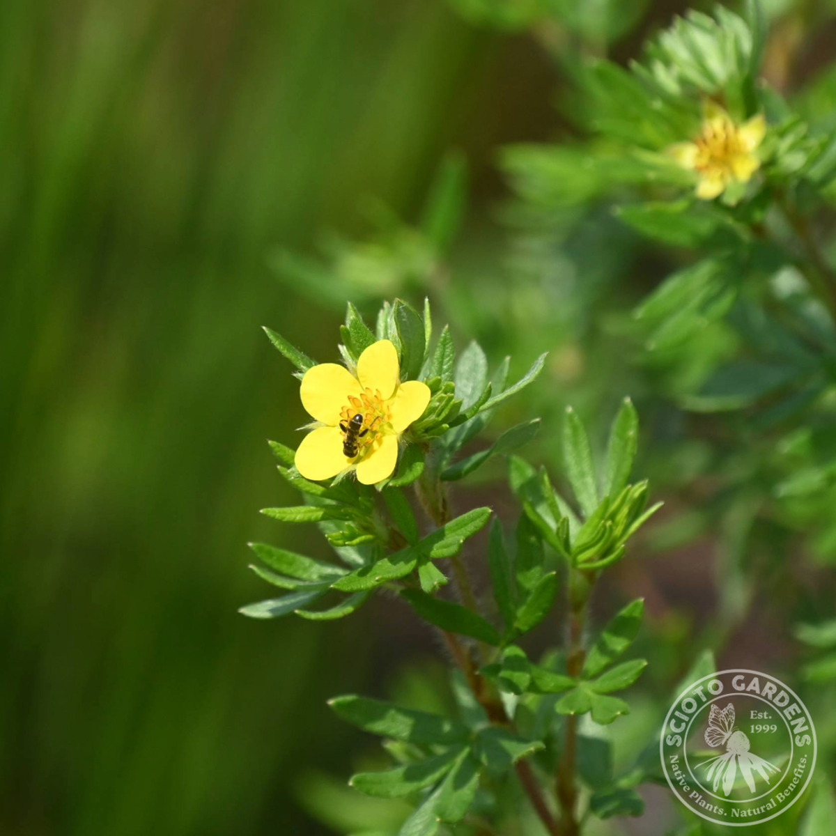 Dasiphora fruticosa (Shrubby Cinquefoil) - 2 gal