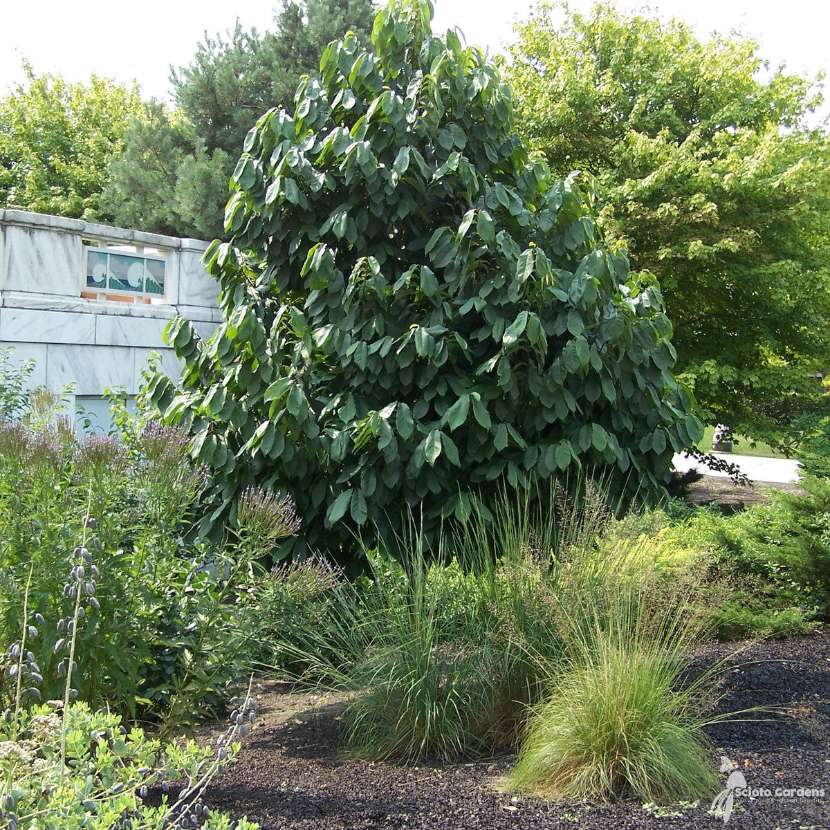 Asimina triloba (OH) (Common Pawpaw) - 3 gal