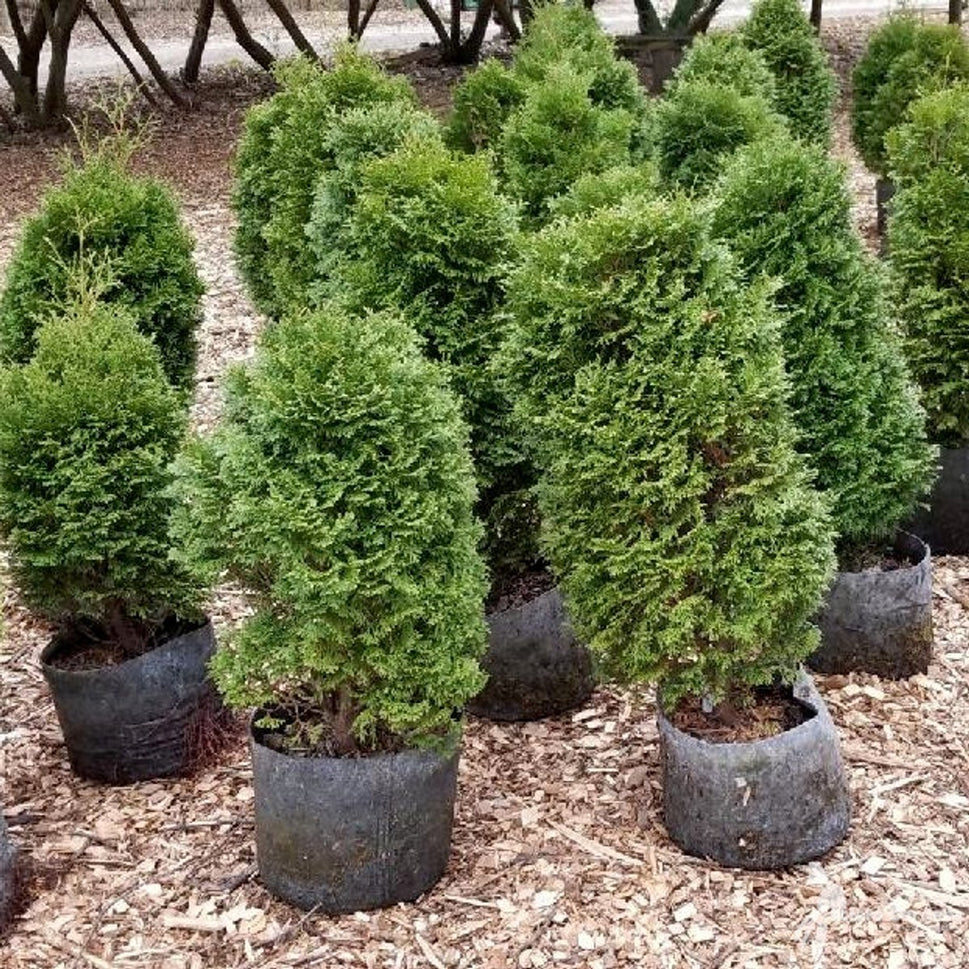 Thuja o. 'Holmstrup' (Holmstrup' American Arborvitae) - 3 gal