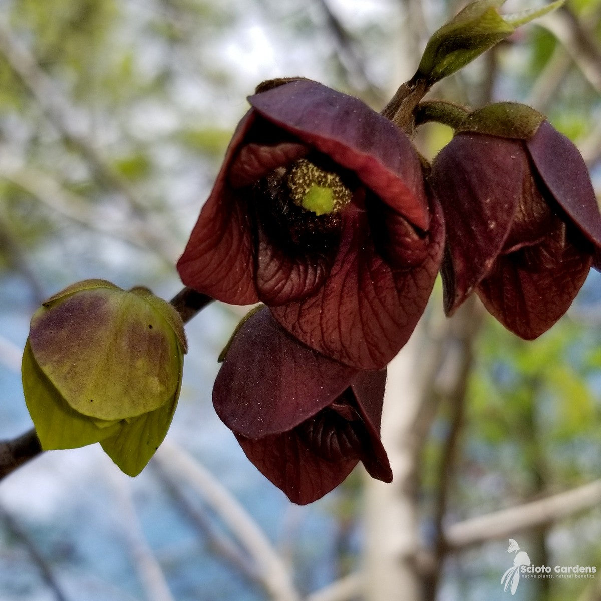 Asimina triloba (OH) (Common Pawpaw) - 1 gal