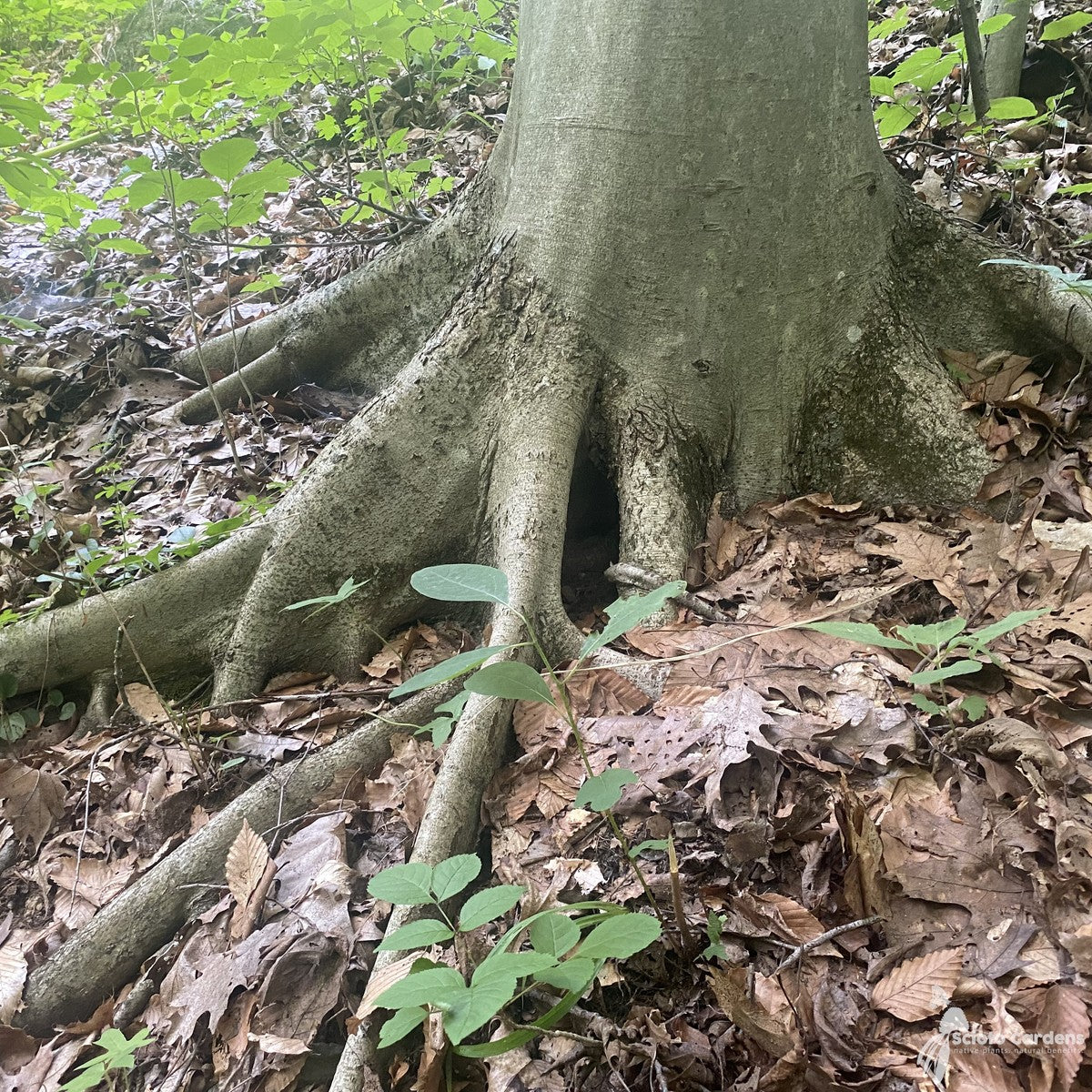 Fagus grandifolia (American Beech) - 2 gal