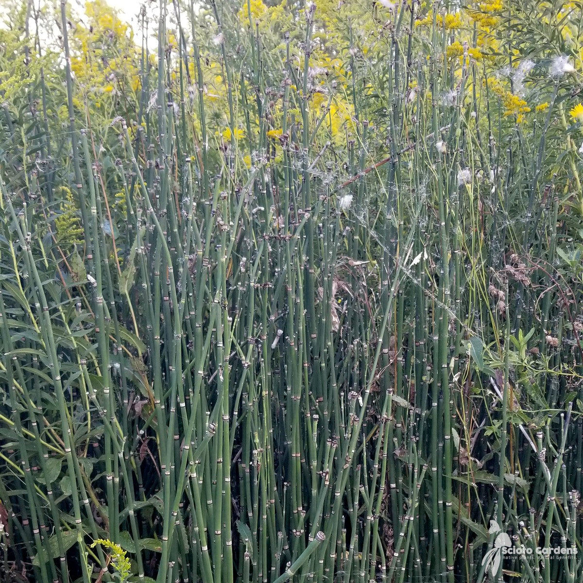 Equisetum hyemale (Horsetail/Scouring Rush) - 1 gal
