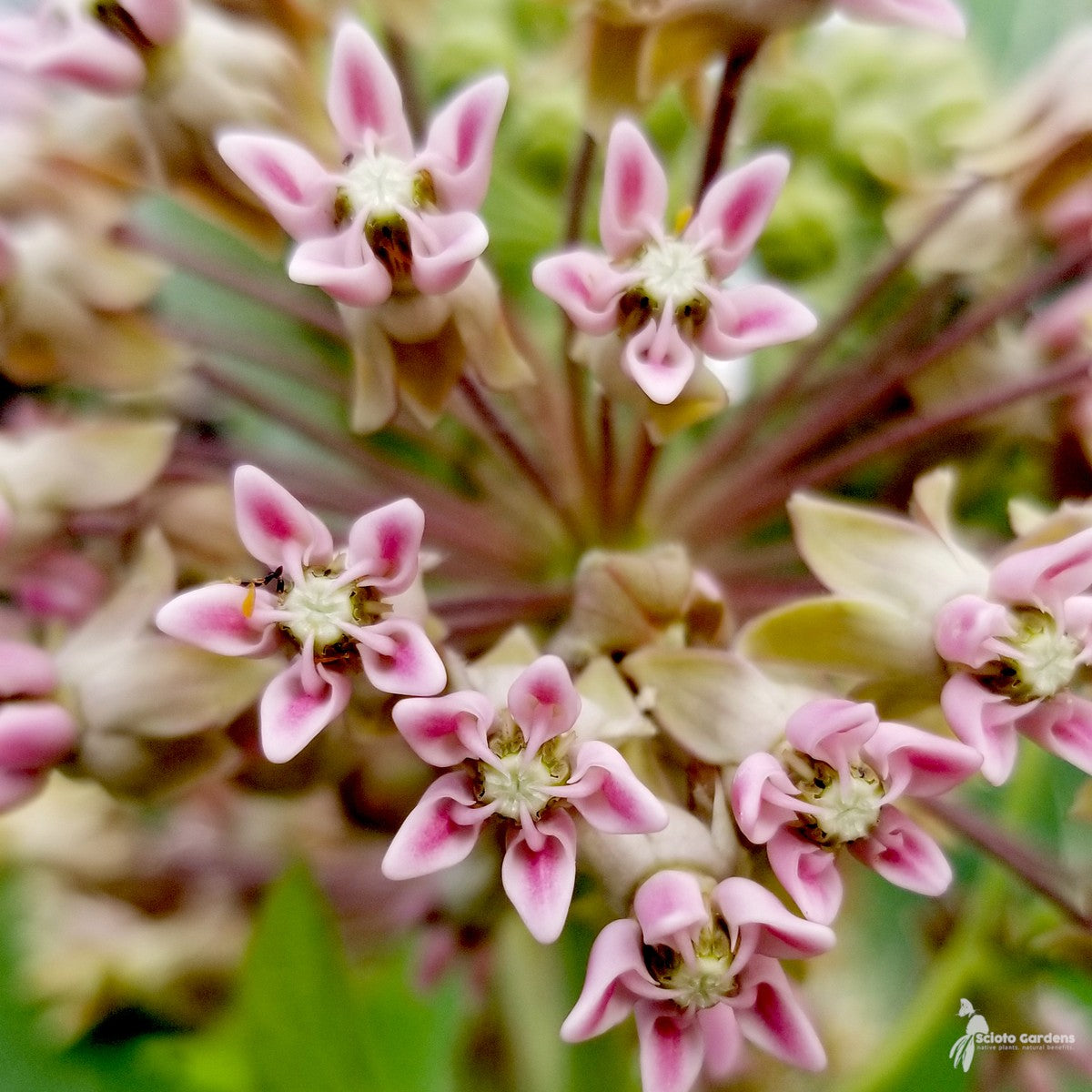 Asclepias syriaca (Common Milkweed) - 1 gal