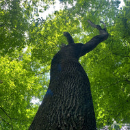 Liriodendron tulipifera (Tulip Tree) - 5 gal