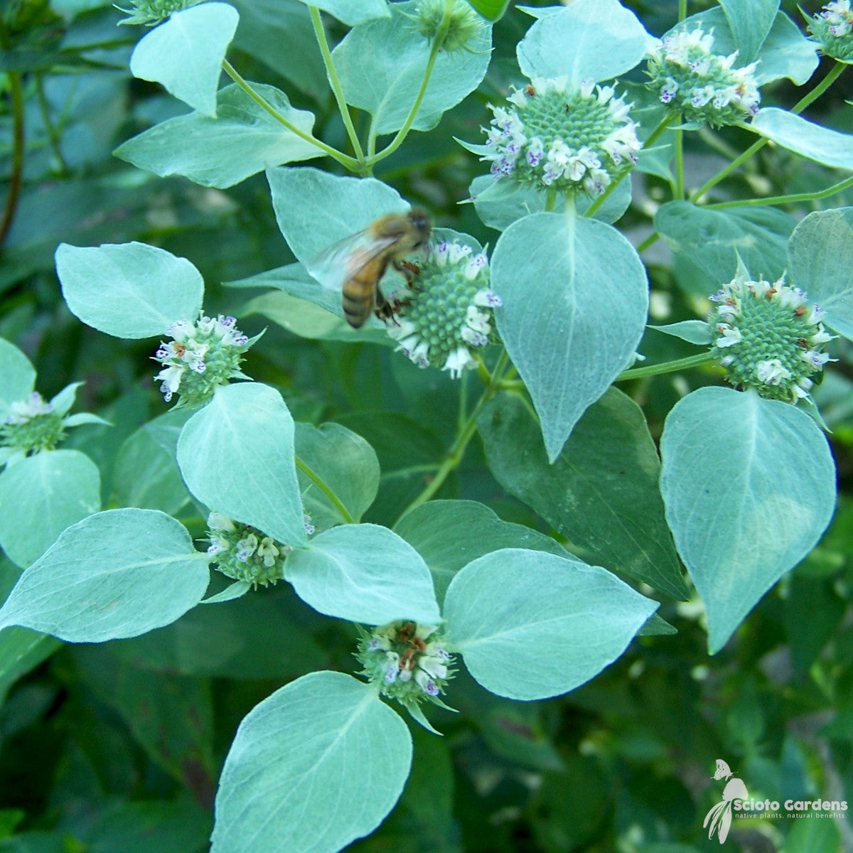 Pycnanthemum muticum (Short-toothed Mountain Mint) - 1 gal