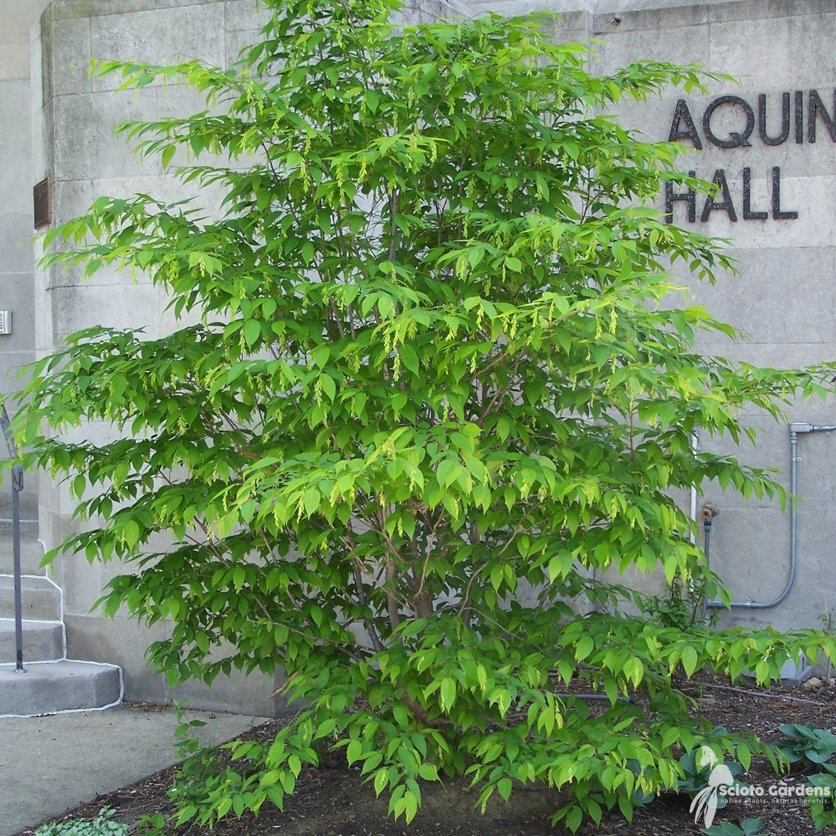 Carpinus caroliniana (Musclewood, American Hornbeam) - 3 gal