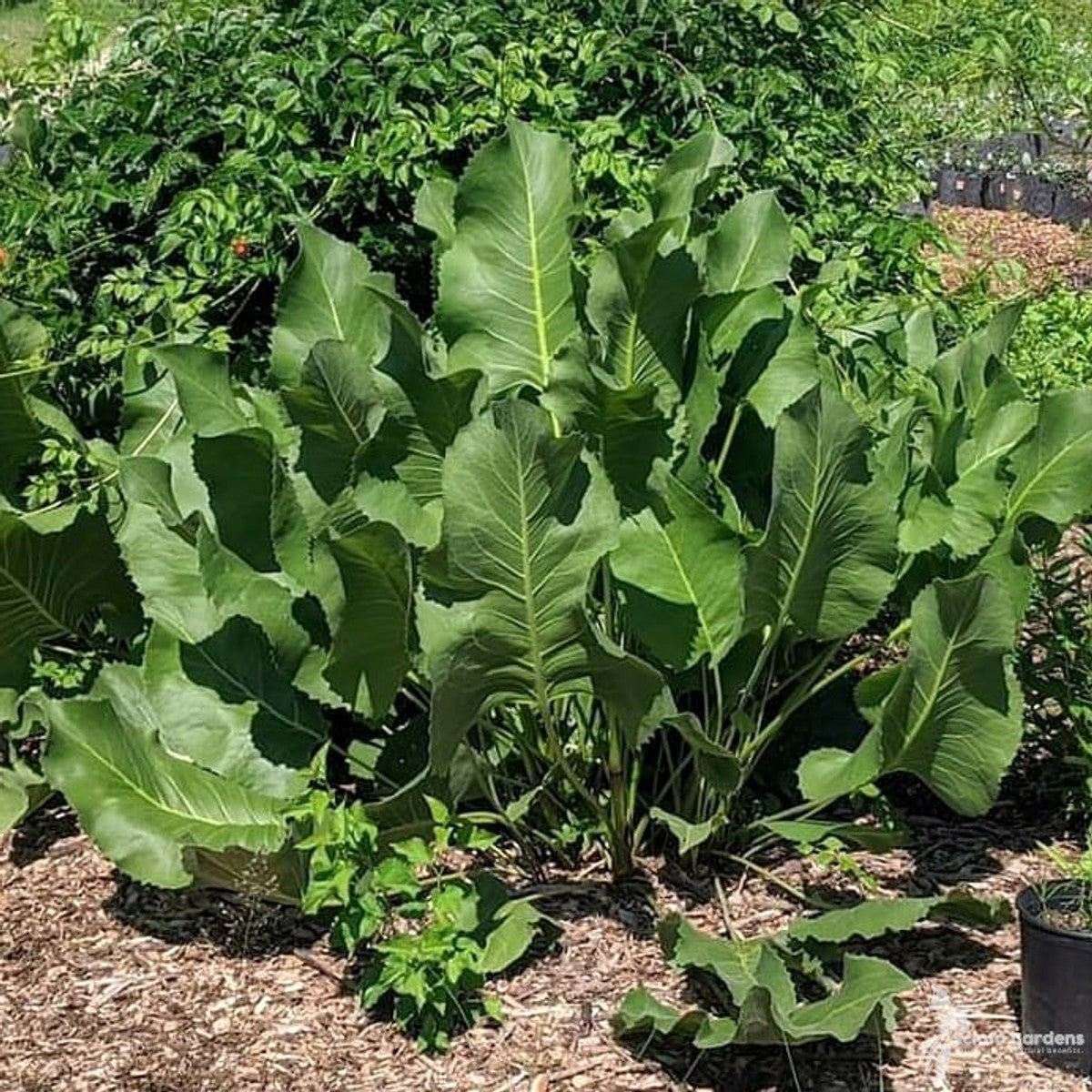 Silphium terebinthinaceum (Prairie Dock) - 2 gal