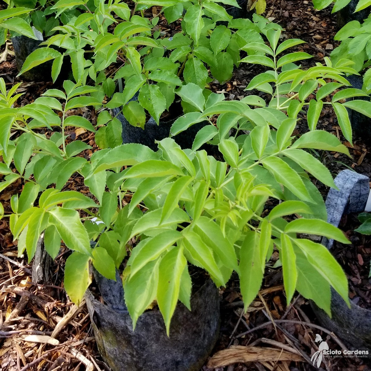 Sambucus canadensis (American Elderberry) - 3 gal