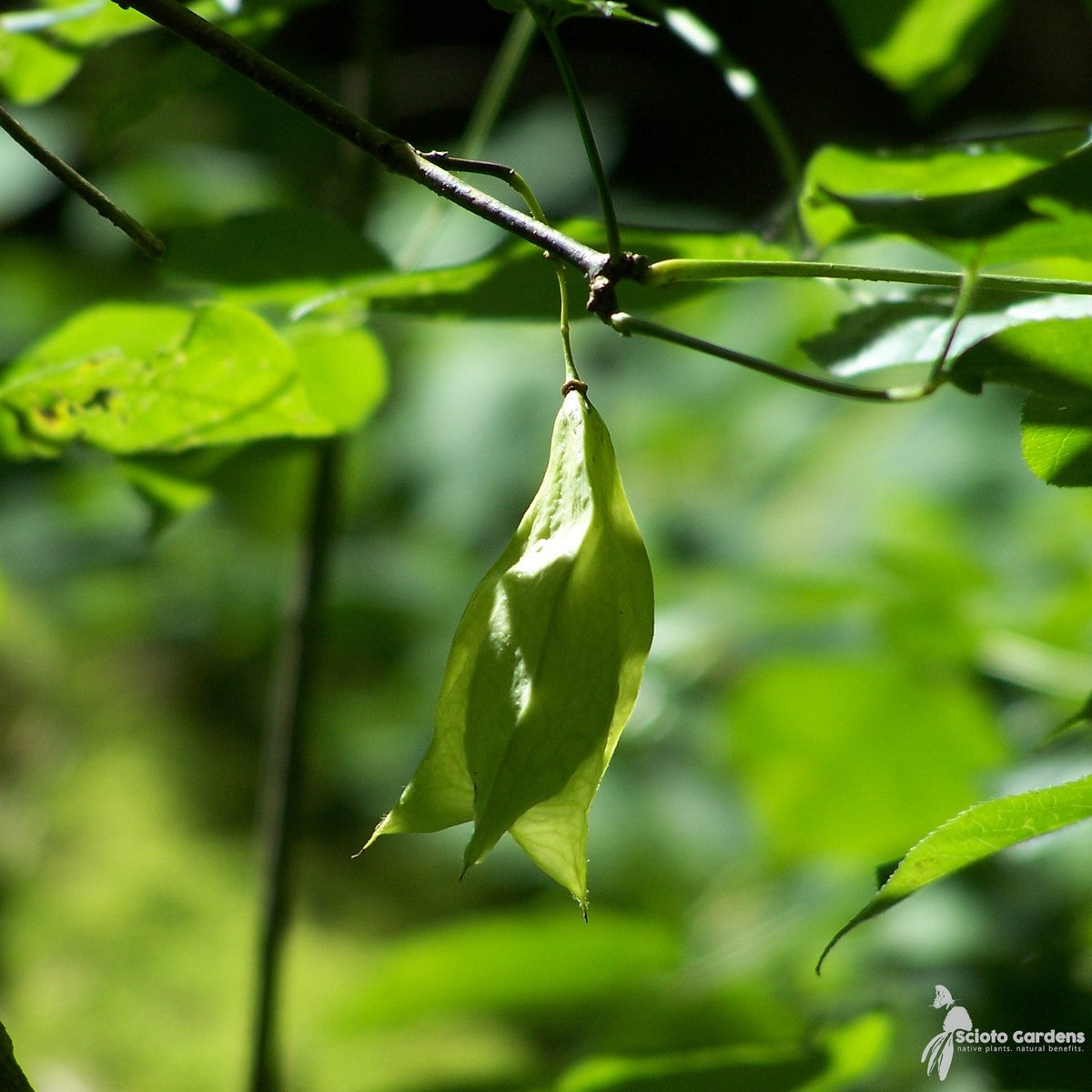 Staphylea trifolia (American Bladdernut) - 3 gal