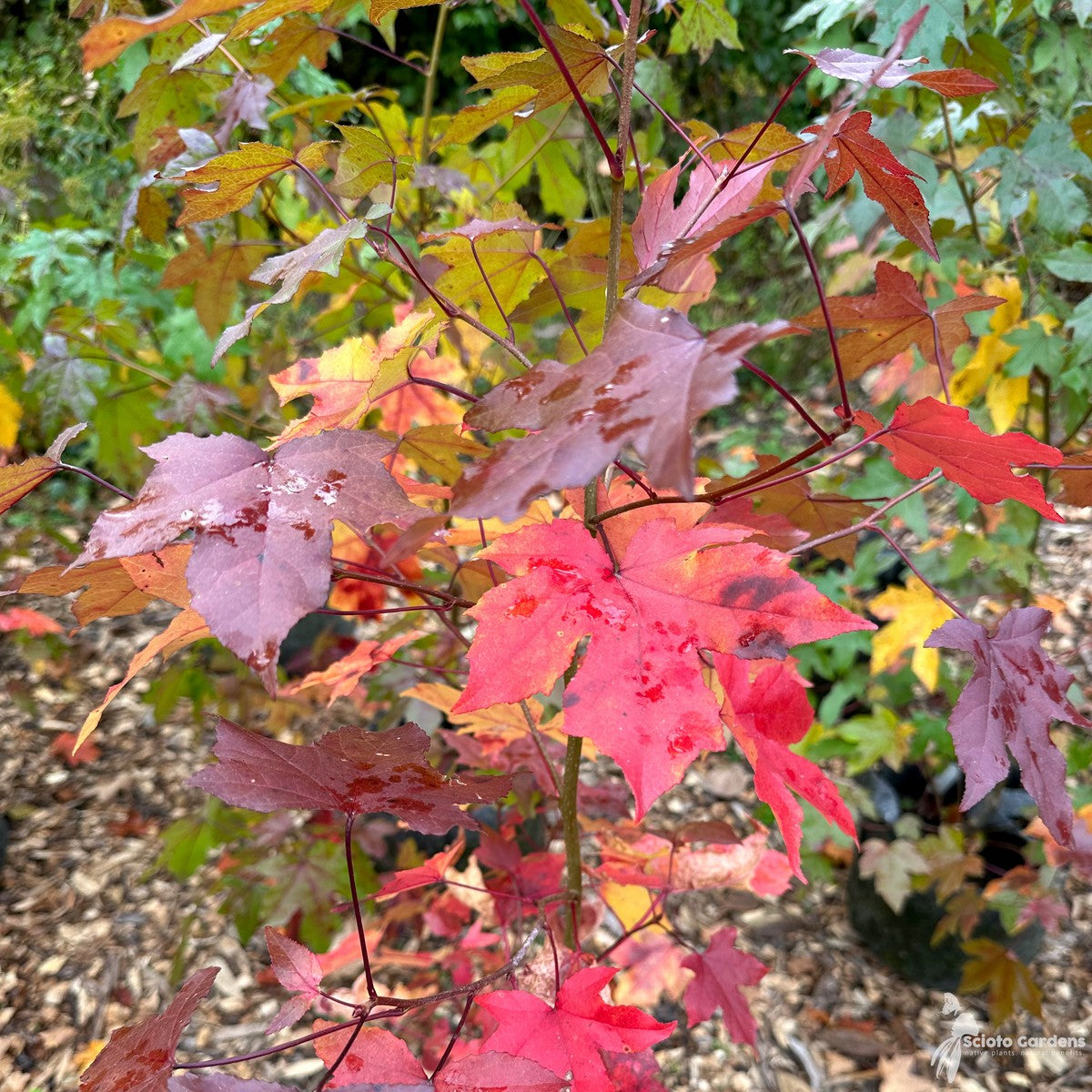 Liquidambar styraciflua (Sweetgum) - 3 gal