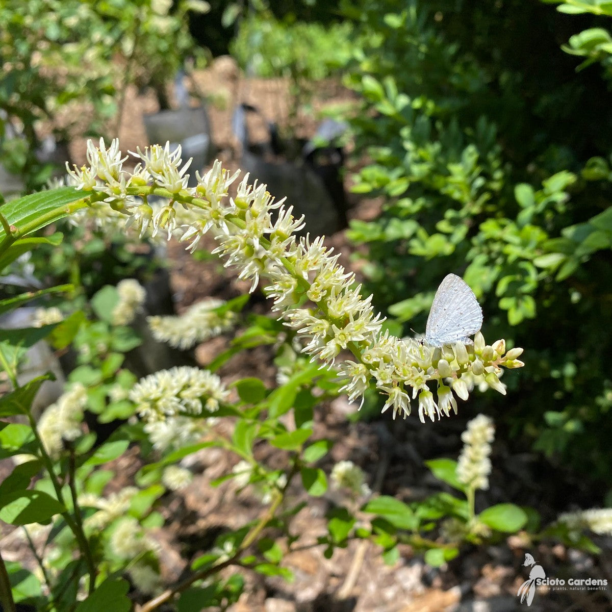 Itea virginica 'Morton' (Scarlet Beauty™ Virginia Sweetspire) - 3 gal