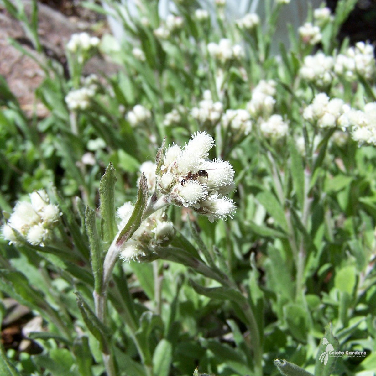 Antennaria plantaginifolia (Plantain-leaved Pussytoes/Mouse Ears) - Plug 32