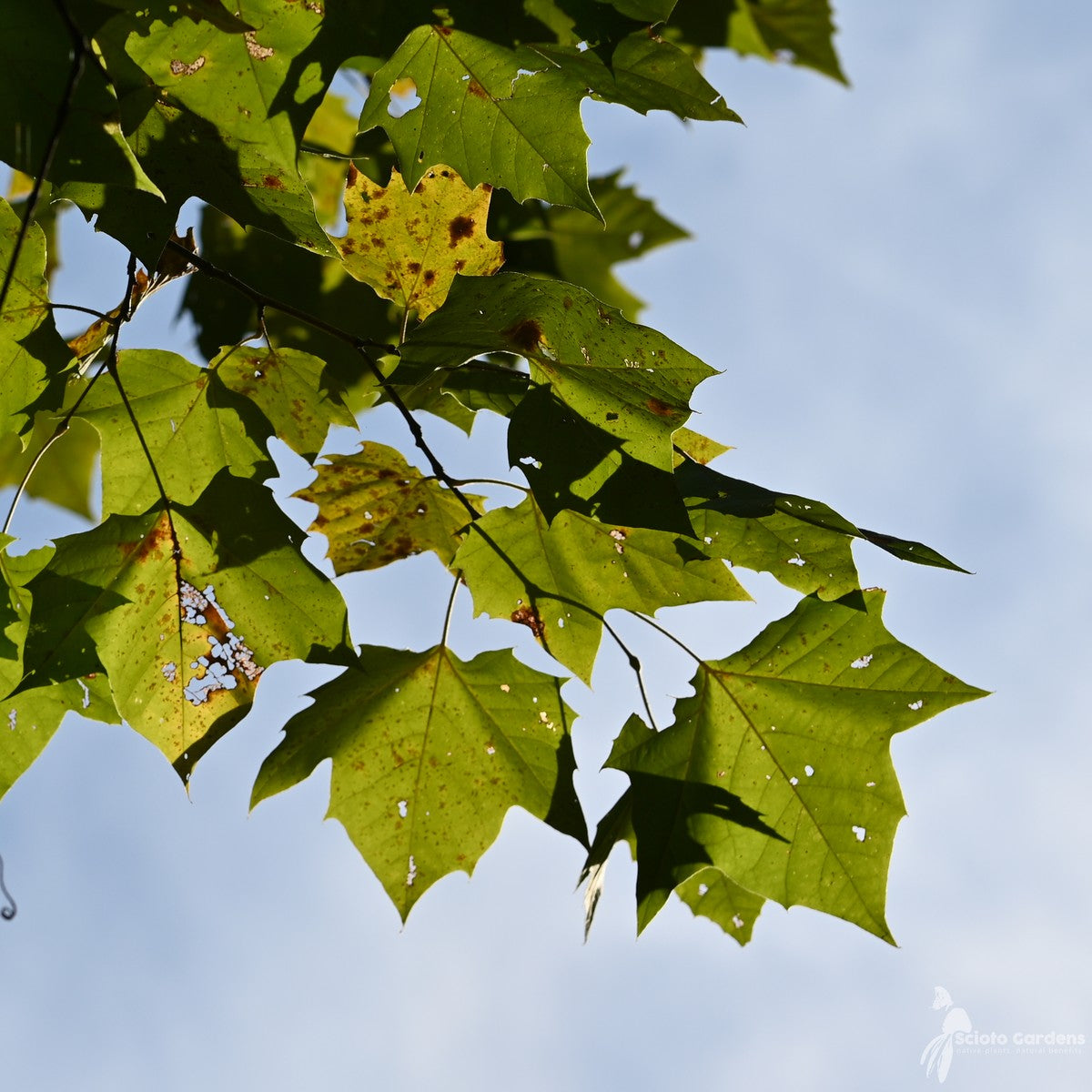 Platanus occidentalis (Sycamore) - 5 gal