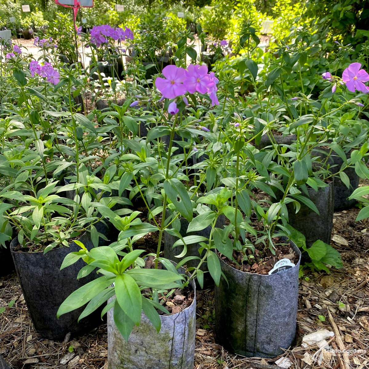 Phlox glaberrima 'Morris Berd' (Morris Berd' Smooth Phlox) - 1 gal