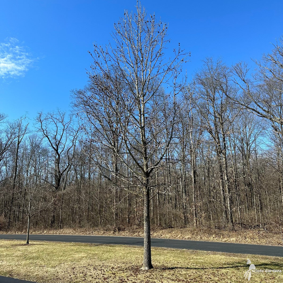 Liquidambar styraciflua (Sweetgum) - 3 gal