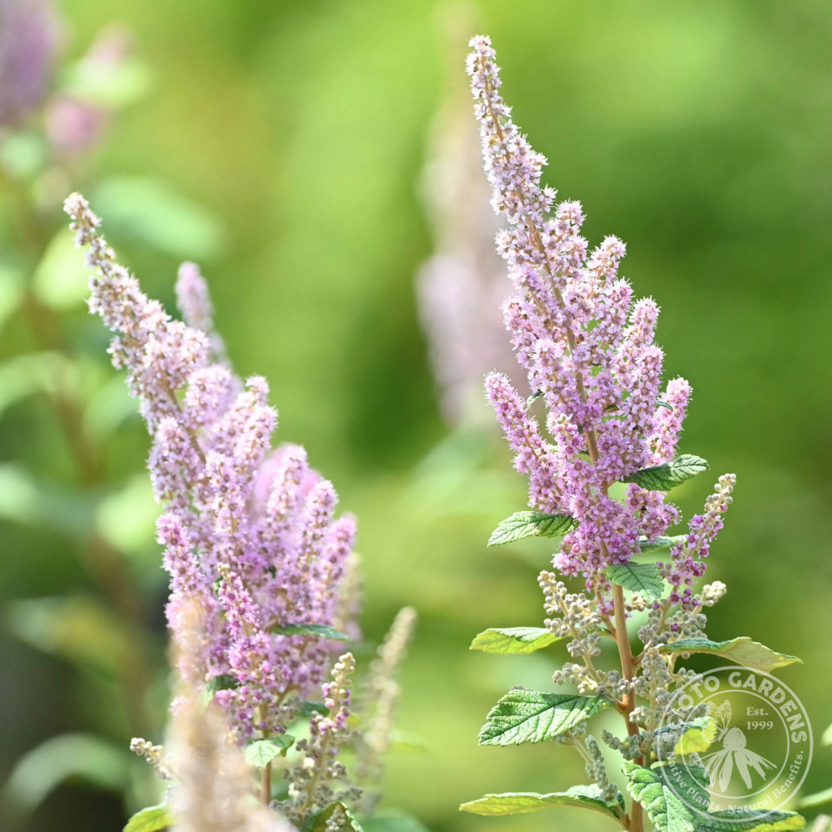 Spiraea tomentosa (Steeplebush) - 3 gal