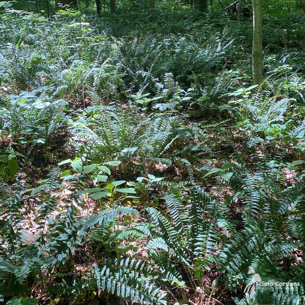 Polystichum acrostichoides (Christmas Fern) - 1 gal