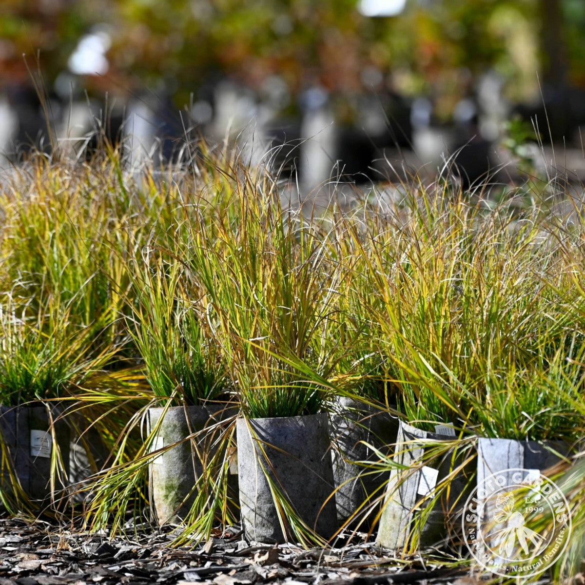 Carex brevior (Plains Oval Sedge) - 1 gal
