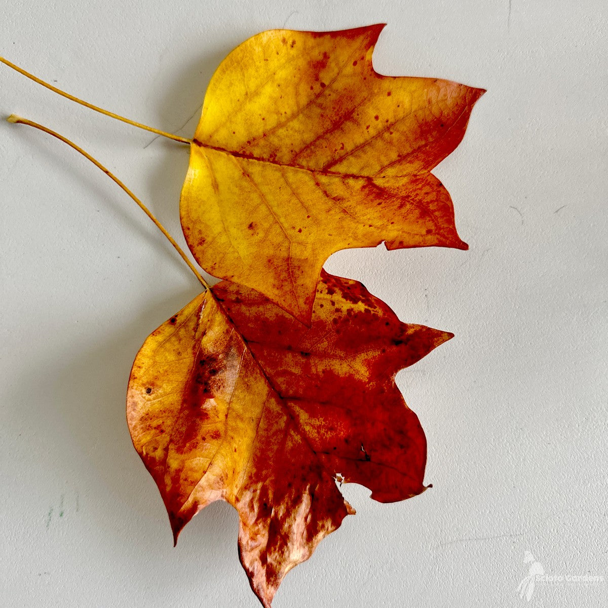 Liriodendron tulipifera (Tulip Tree) - 3 gal