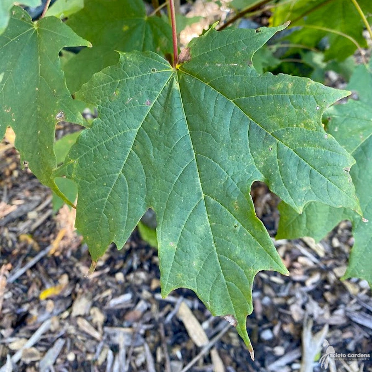Acer saccharum (Sugar Maple) - 5 gal
