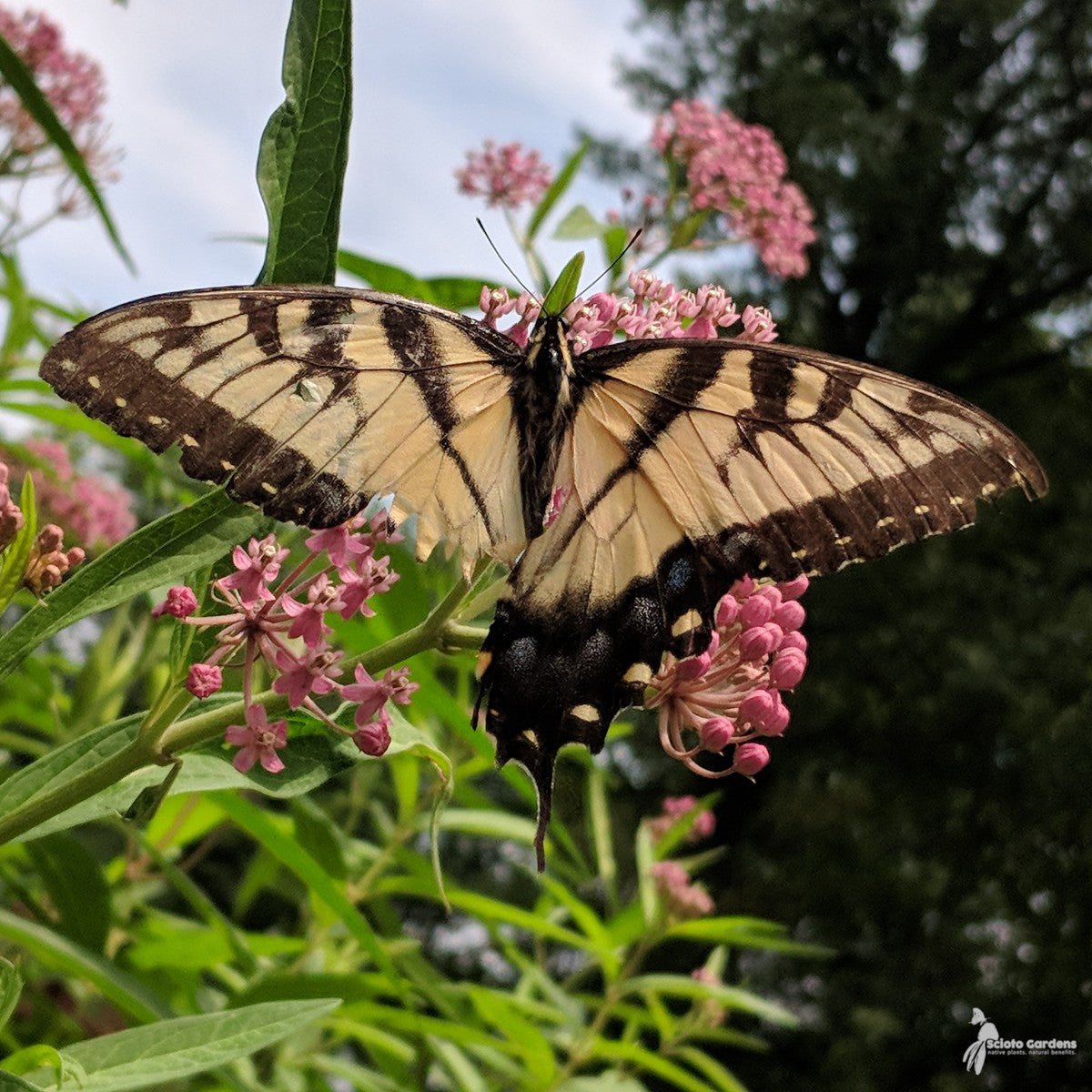 Asclepias incarnata (Pink Swamp Milkweed) - QT
