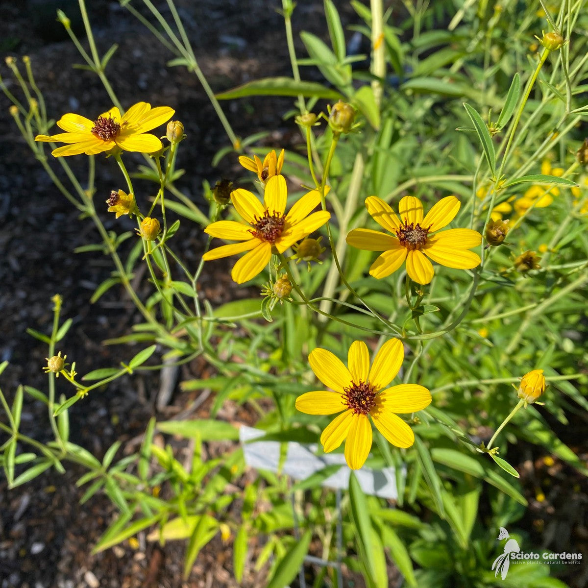Coreopsis tripteris 'Gold Standard' (Gold Standard' Tall Coreopsis) - 2 gal