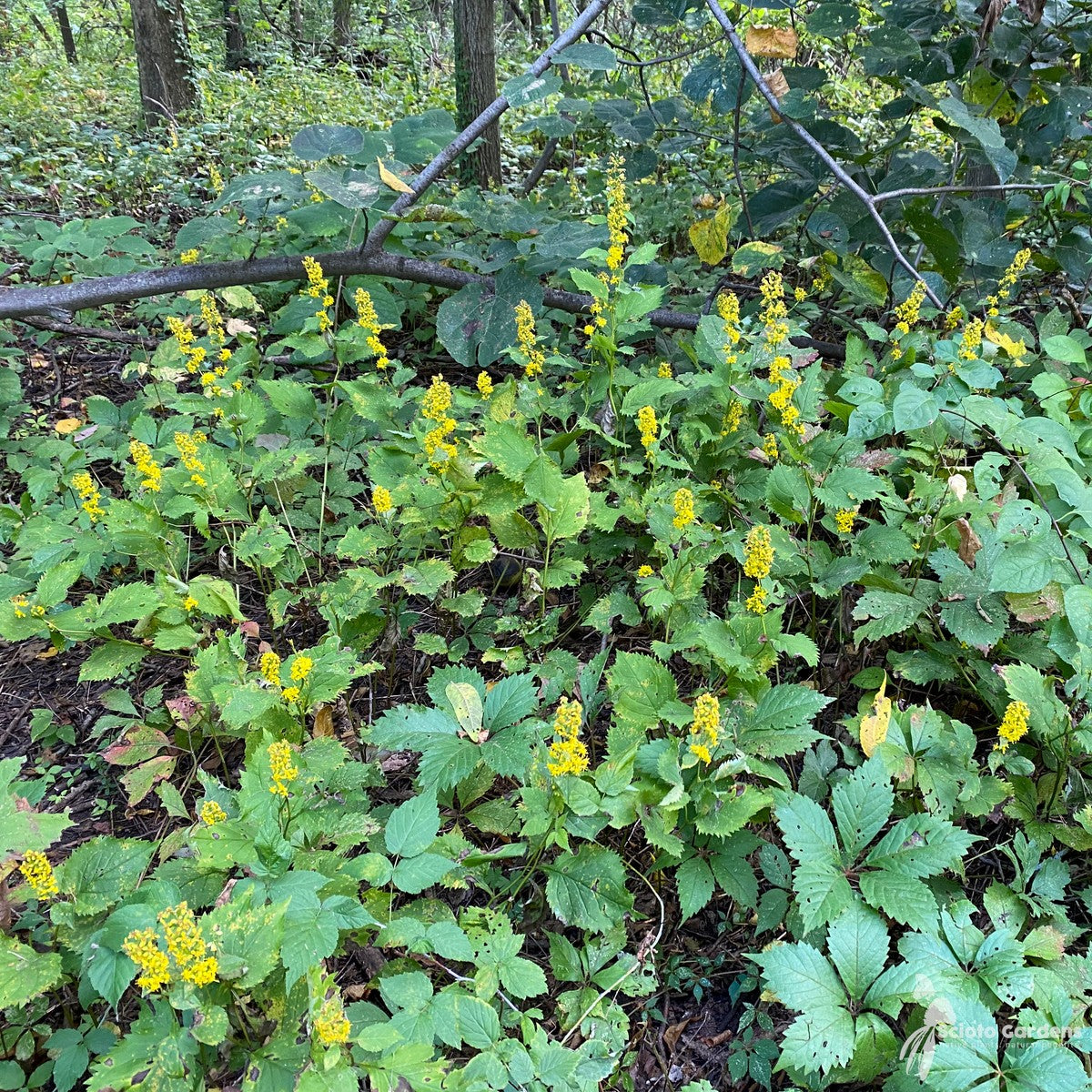 Solidago flexicaulis (Zigzag Goldenrod) - Plug 32