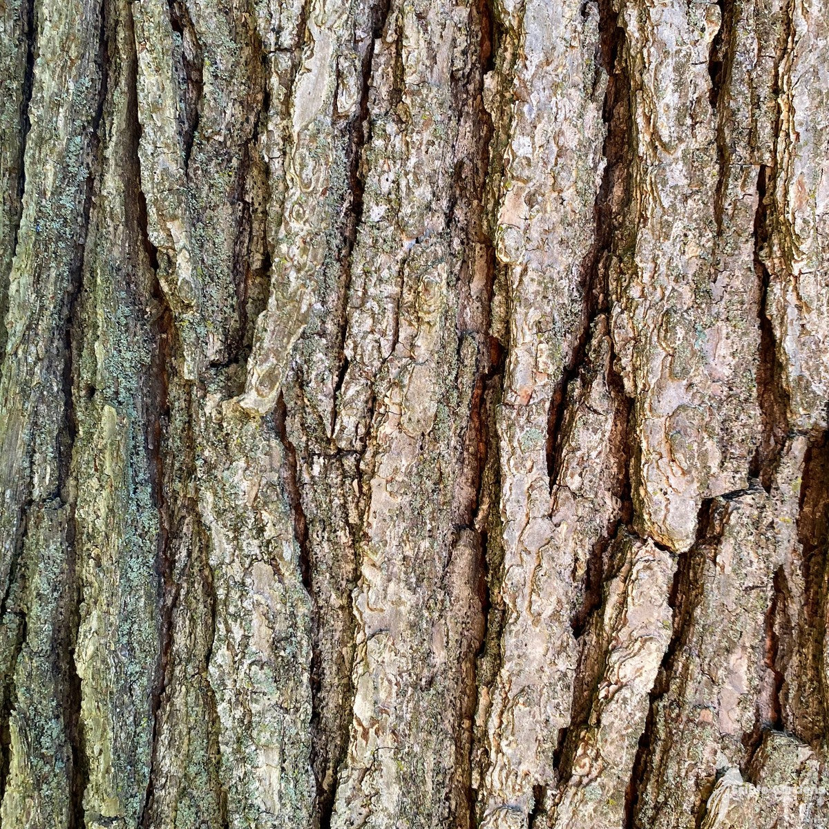 Quercus macrocarpa (Bur Oak) - 5 gal