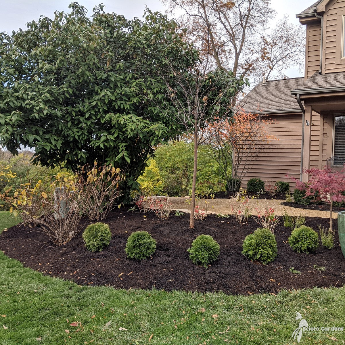 Thuja o. 'Hetz Midget' (Hetz Midget' American Arborvitae) - 3 gal