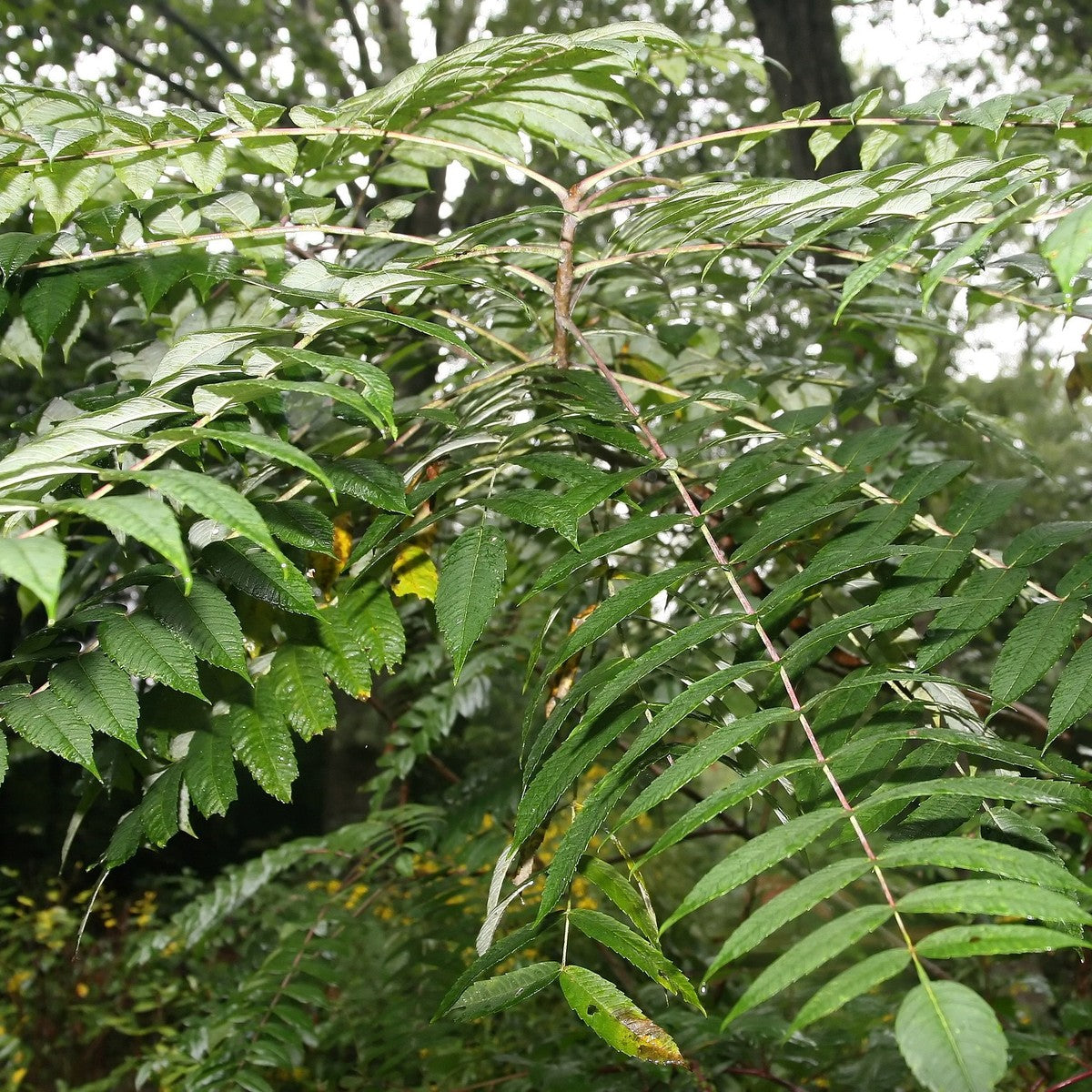 Rhus glabra (Smooth Sumac) - 3 gal