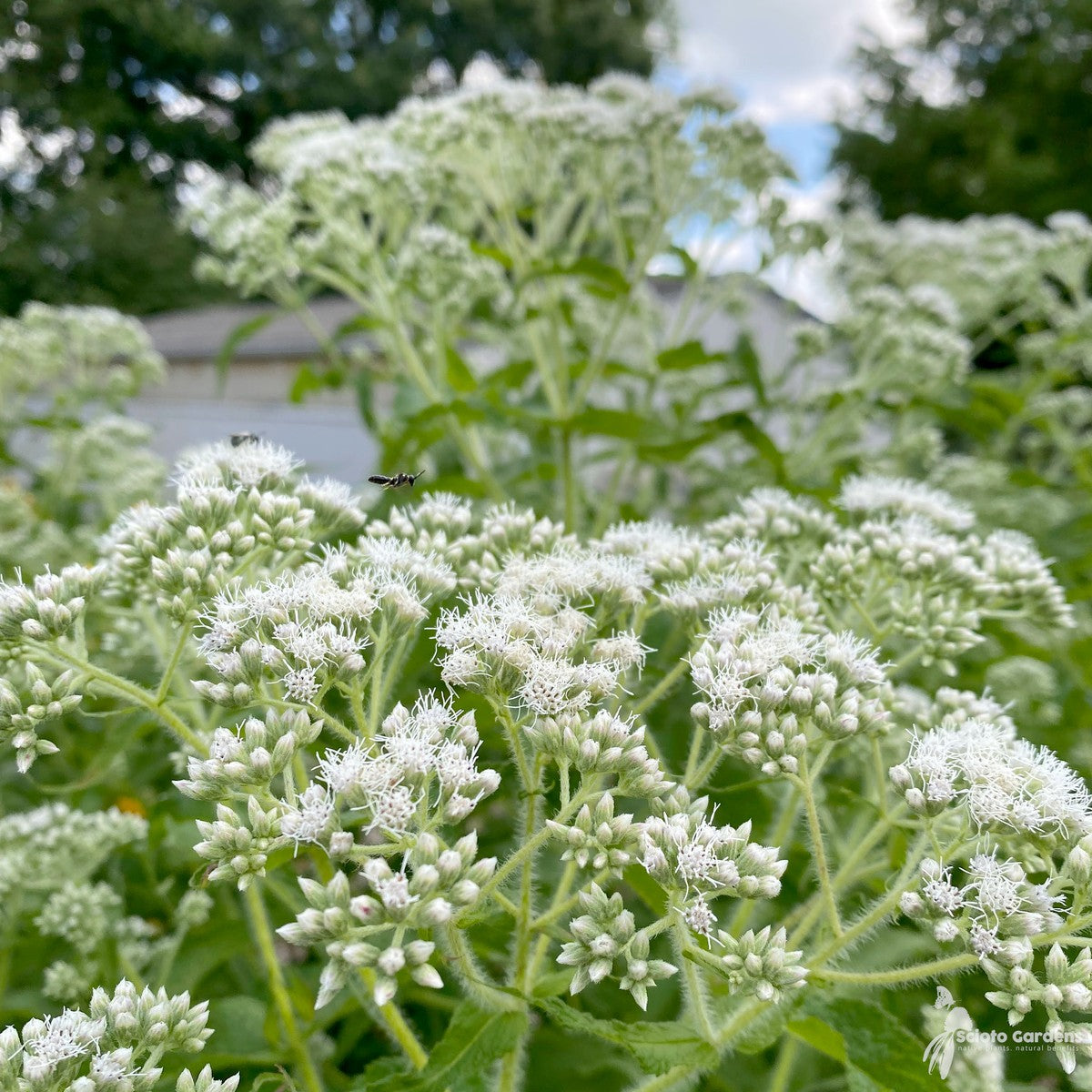 Eupatorium perfoliatum (Boneset) - 2 gal