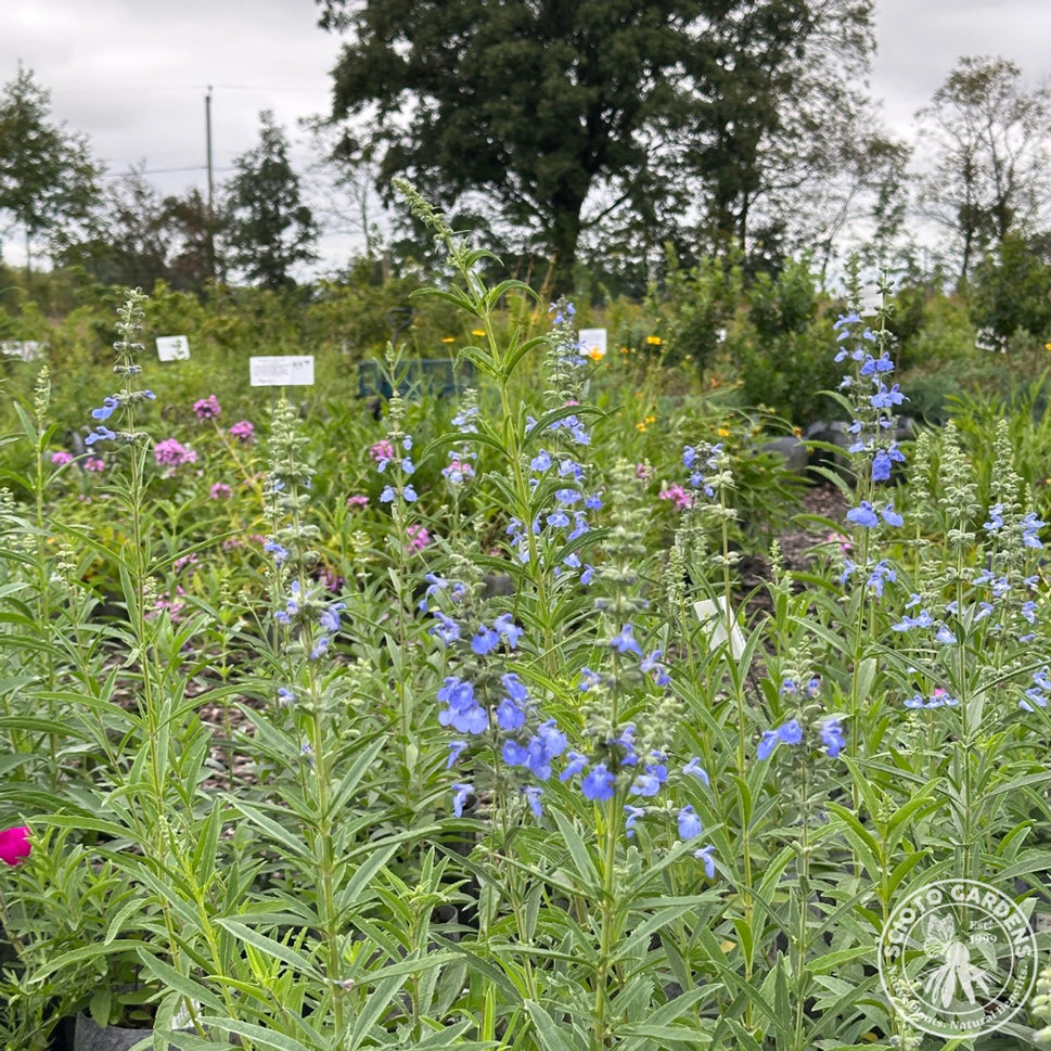 Salvia azurea (Blue Sage) - 1 gal