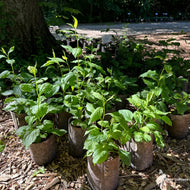Solidago flexicaulis (Zigzag Goldenrod) - 2 gal