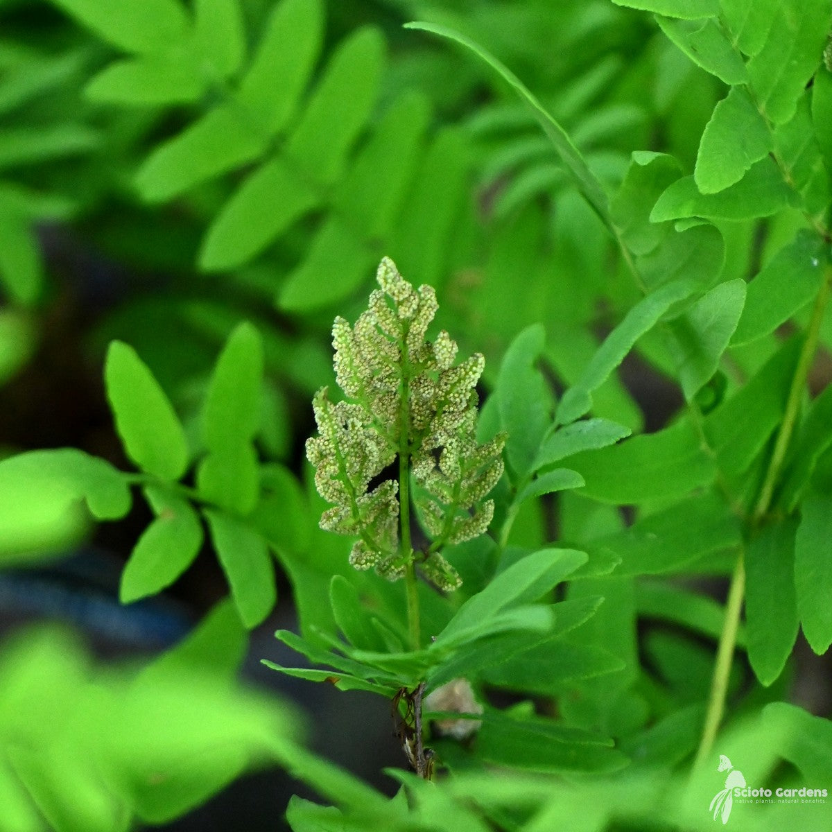 Osmunda regalis v. spectabilis (Royal Fern) - 1 gal