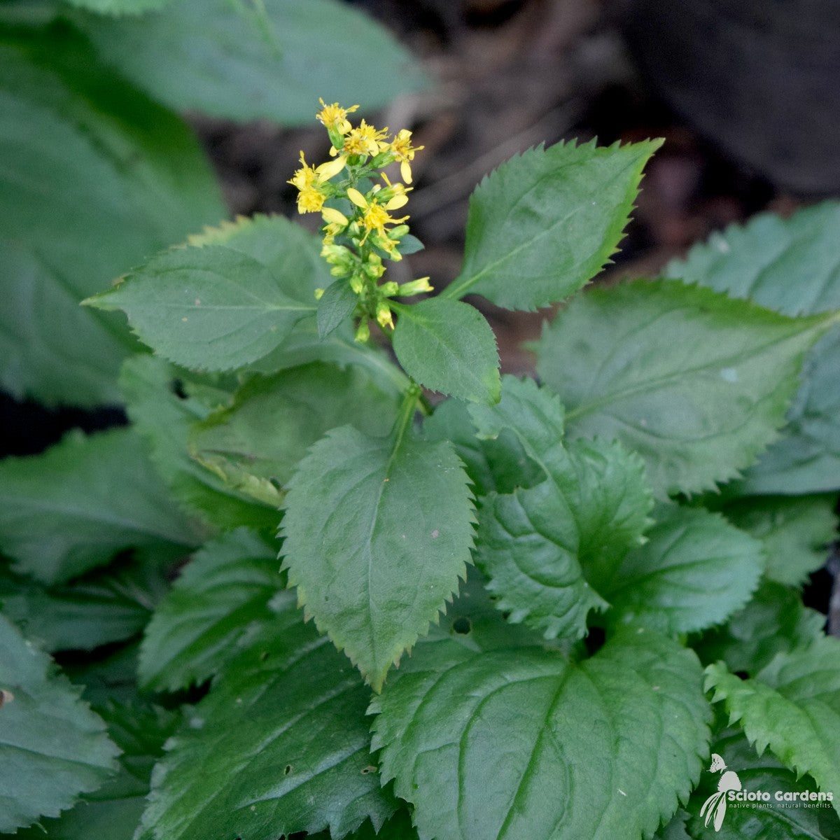 Solidago flexicaulis (Zigzag Goldenrod) - Plug 32