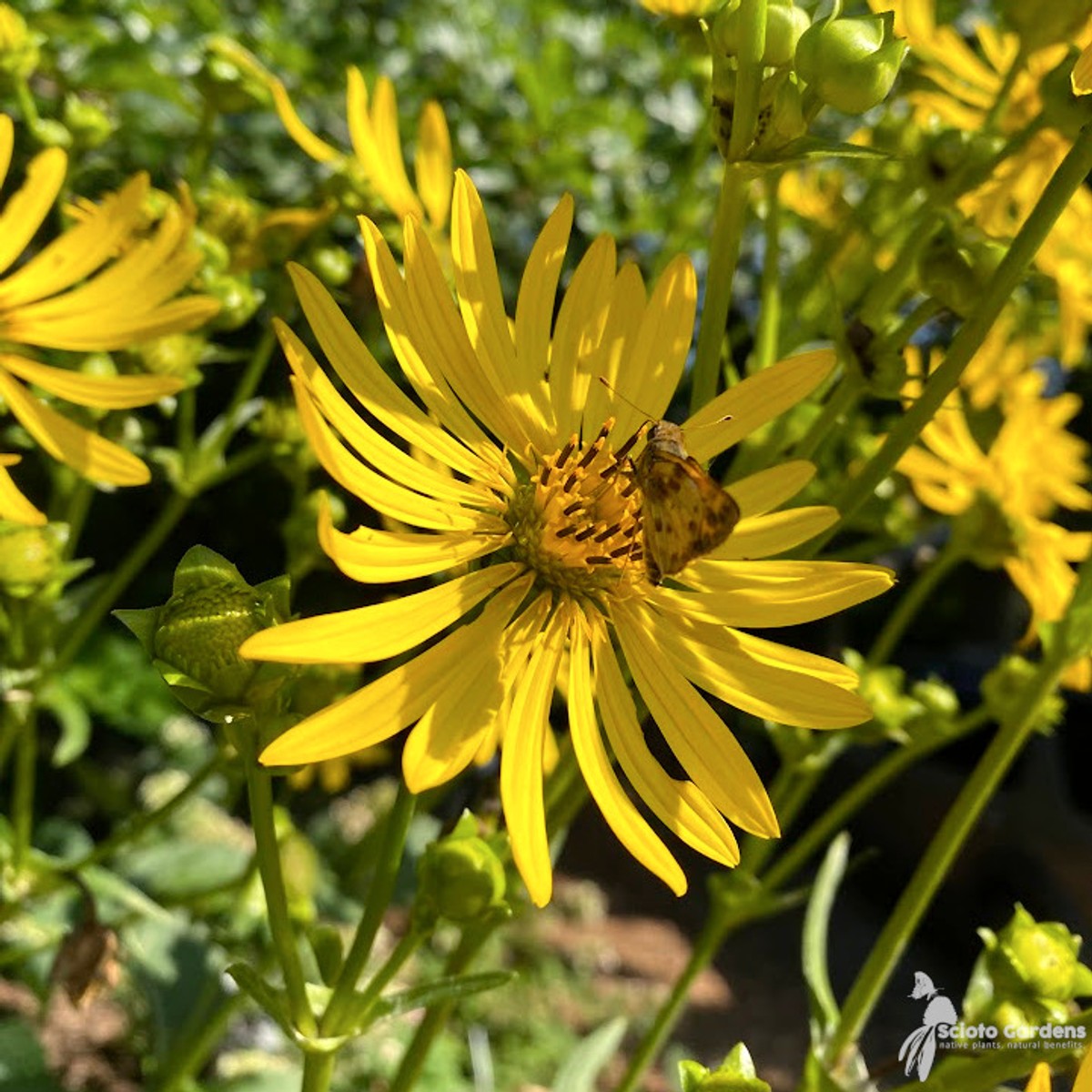 Silphium perfoliatum (Cup Plant) - 2 gal