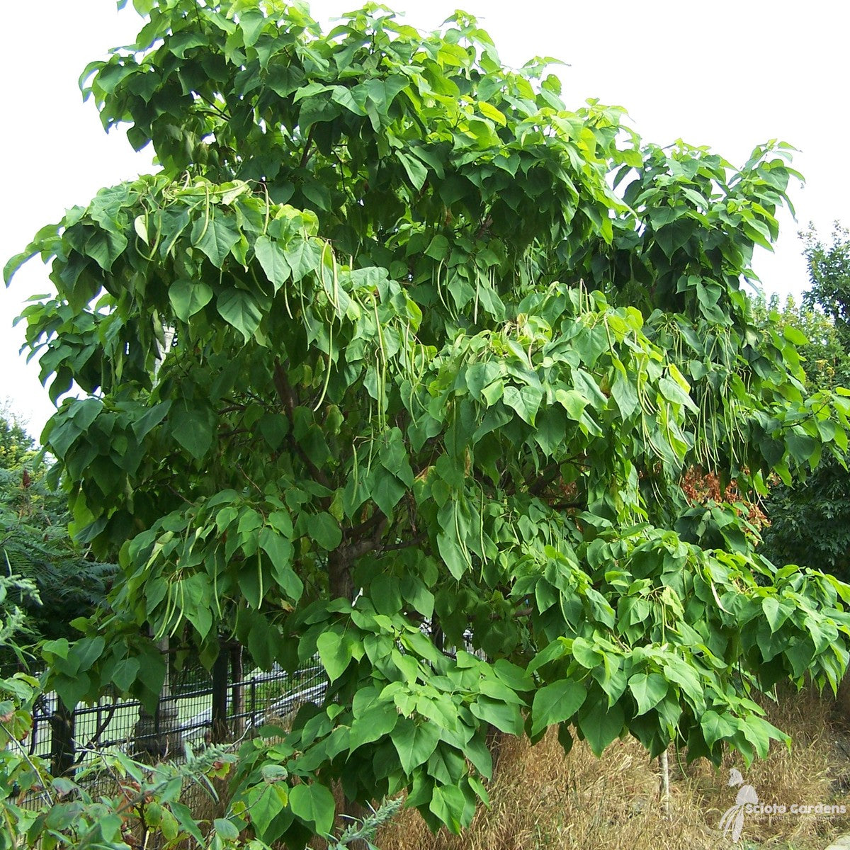 Catalpa speciosa (Northern Catalpa) - 3 gal