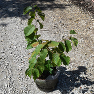 Corylus americana (American Hazelnut) - 3 gal