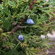 Juniperus virginiana (Eastern Red Cedar) - 3 gal