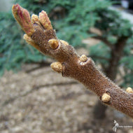 Rhus typhina (Staghorn Sumac) - 3 gal