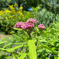 Asclepias incarnata (Pink Swamp Milkweed) - QT