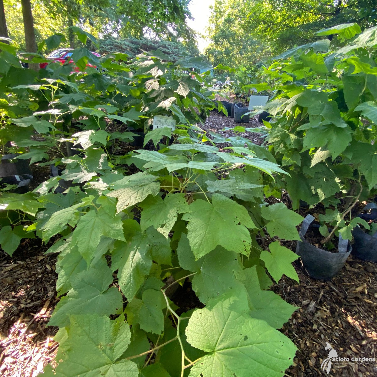 Rubus odoratus (Purple-flowering Raspberry) - 3 gal